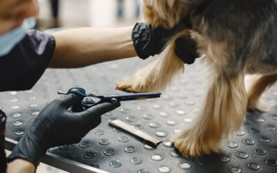 Why One-to-One Dog Grooming Helps Nervous Dogs Feel Safe